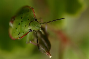 Punaise verte