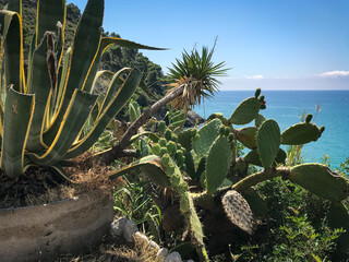 cactus in the desert © Yury