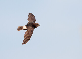 Little Swift, Apus affinis