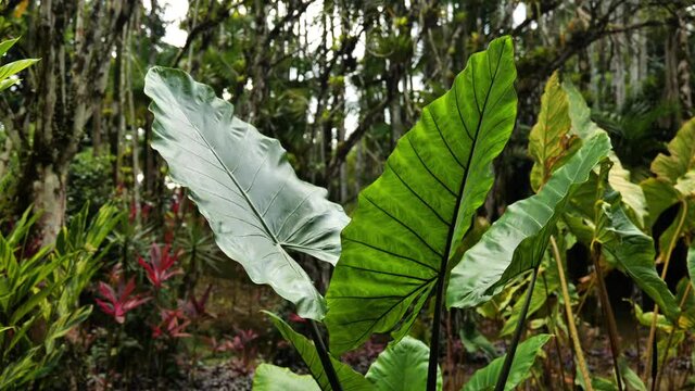 green exotic leaves in Balata garden botanical Martinique nature 