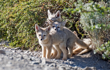 Grey Fox, Urocyon cinereoargenteus
