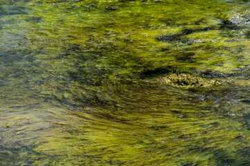 Fototapeta na wymiar algues vertes ondulant dans le courant d'une rivière prises au-dessus de l'eau et ressemblant à un tableau impressionniste 