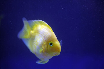 Tropical golden parrot fish in blue background