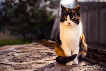 Portrait of a lovely tricolor kitty in sunny day sitting on the stone floor in the garden.