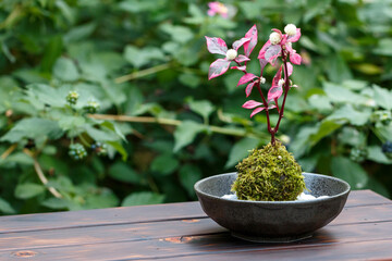 苔盆栽　和風イメージ