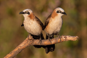 Bare-cheeked Babbler, Turdoides gymnogenys