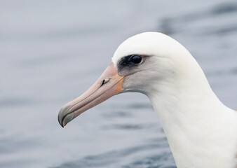 Laysan Albatros, Phoebastria immutabilis