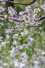 桜の花　春のイメージ