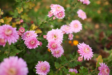 Obraz premium flowers in the garden