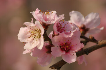 Flores de melocotonero