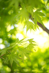 緑のモミジ　初夏のイメージ