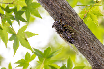 木にとまるセミの写真