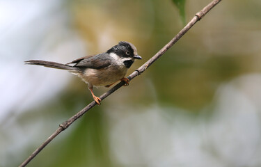 Grey-crowned Tit, Aegithalos annamensis