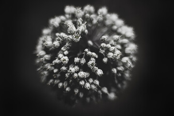 macro photography in black and white of flower, with tiny flowers inside