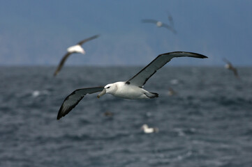 Fototapeta na wymiar Shy Albatross, Thalassarche cauta