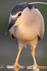 Black-crowned Night Heron, Nycticorax nycticorax