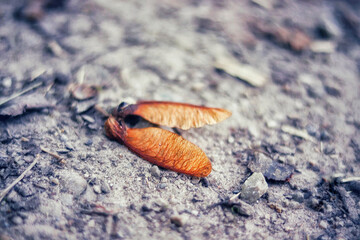 dry leaf of plant in orange color, on earth ground in gray color. butterfly wings