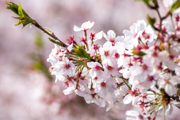 桜の花　春のイメージ