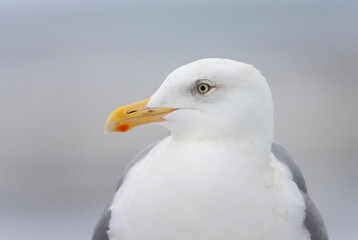 Glaucous-winged Gull, Larus glaucescens