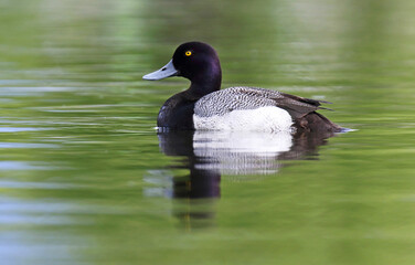 Lesser Scaup, Aythya affinis