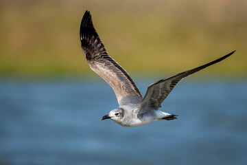 Laughing Gull, Larus atricilla