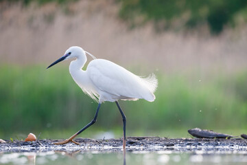 Kleine Zilverreiger, Little Egret, Egretta garzetta