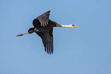 Obraz premium Hooded Crane, Grus monacha