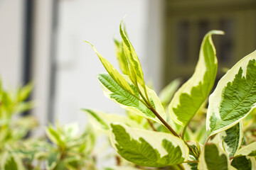 Background of the plant leaves, nature background, green color and nature beauty