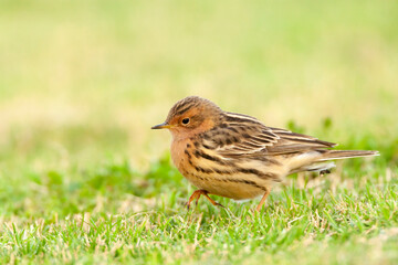 Roodkeelpieper, Red-throated Pipit, Anthus cervinus