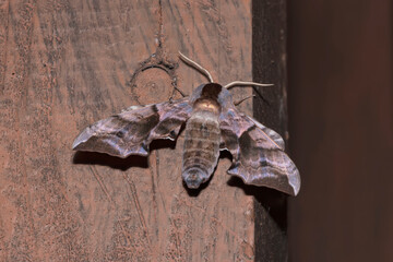 Hawk moths or Sphingidae sitting on a tree in the dark