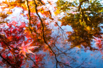 Fototapeta na wymiar 紅葉と水面の映り込み　秋のイメージ