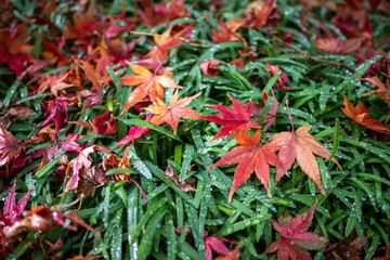 紅葉　秋の和風イメージ