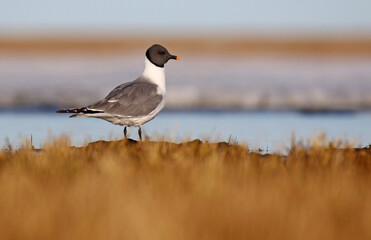 Fototapeta premium Sabine's Gull, Xema sabini