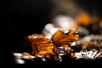 Brown autumn leaves
