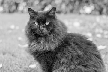 Schwarz weiss Portrait von schwarzer Katze 