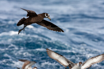 Spectacled Petrel, Procellaria conspicillata
