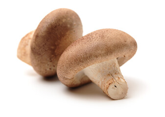Shiitake mushroom on white background.