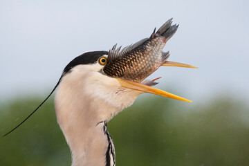 Grey Heron, Ardea cinerea