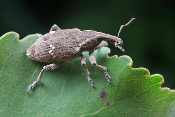 weevils inhabit nature