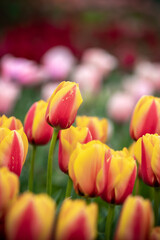 チューリップの花　春のイメージ