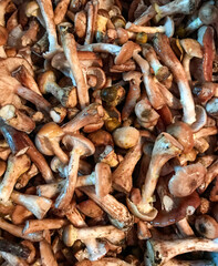 close up of dried mushrooms