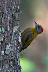 Olive Woodpecker, Dendropicos griseocephalus