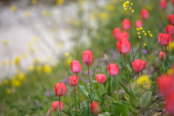 チューリップの花　春のイメージ