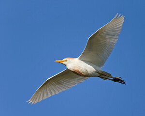 Cattle Egret, Bubulcus ibis