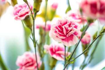 Fototapeta premium カーネーションの花