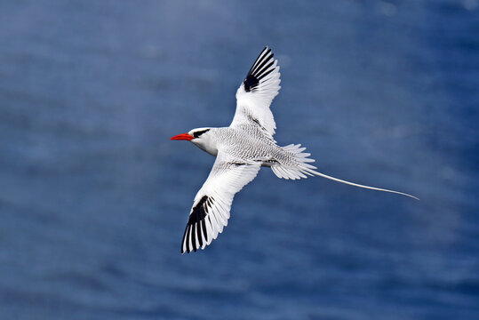 Red-billed Tropicbird, Phaethon aethereus