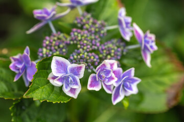 アジサイの花