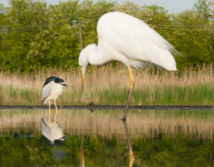 Black-crowned Night Heron, Nycticorax nycticorax