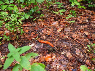 Photo couleurs gros plan de limace orange dans la forêt, sur le sol, terre, feuilles, branches, brindilles, herbe, plantes, fleur, mousse,  bout de bois, pommes de pin.