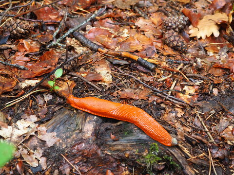 Photo couleurs gros plan de limace orange dans la for&ecirc;t, sur le sol, terre, feuilles, branches, brindilles, herbe, plantes, fleur, mousse,  bout de bois, pommes de pin.